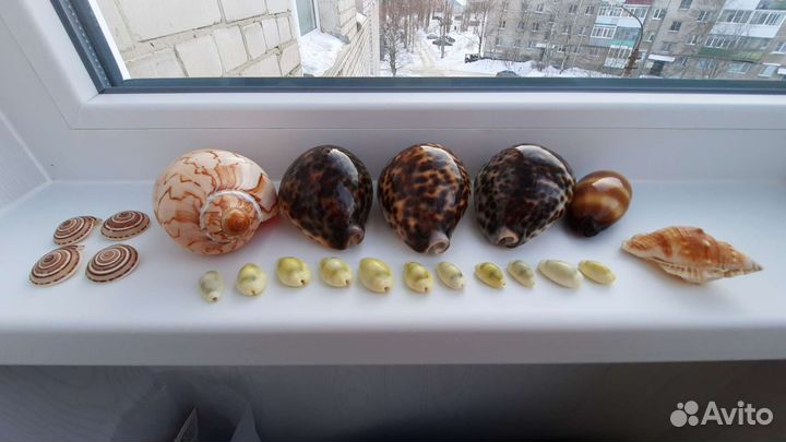 Морские Ракушки Новые