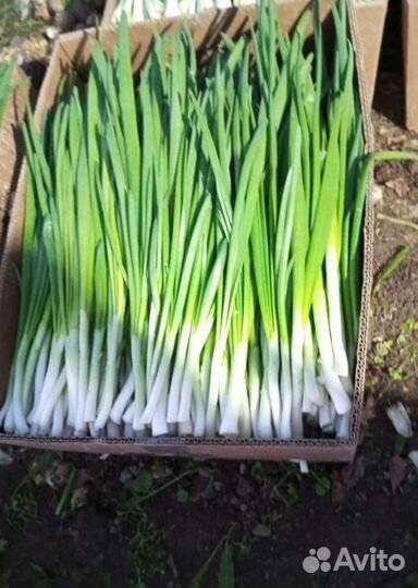 Лук зеленый LUK-9982