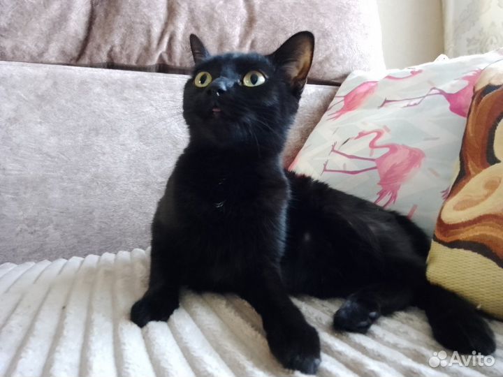 Черная Пантера