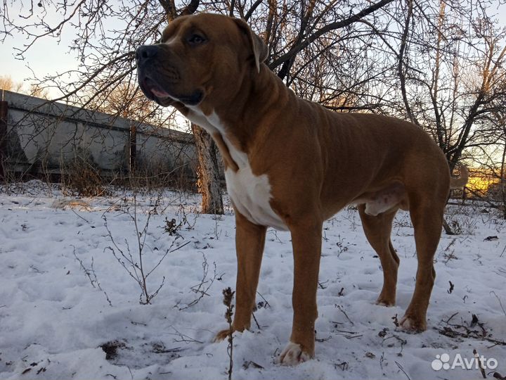 Амстафф вязка