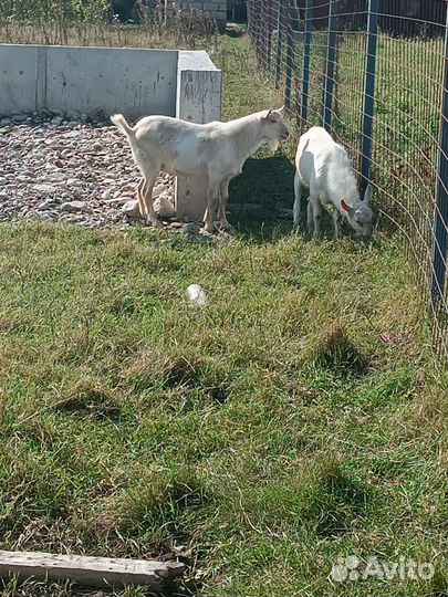 Козел зааненский