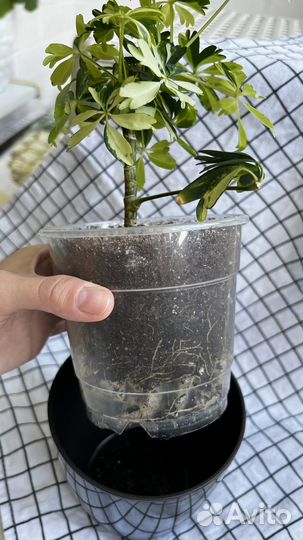 Шефлера жанин