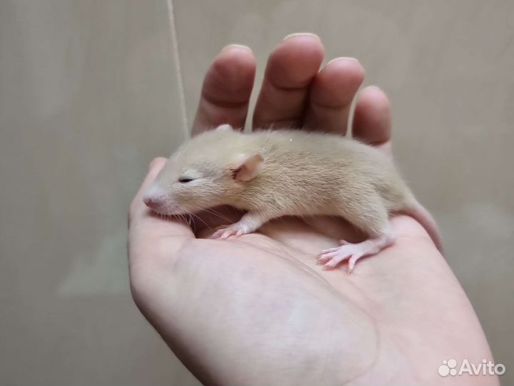 Крысята крысы дамбо хаски