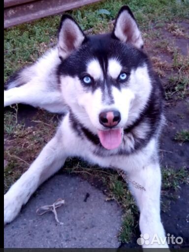 Хаски вязка