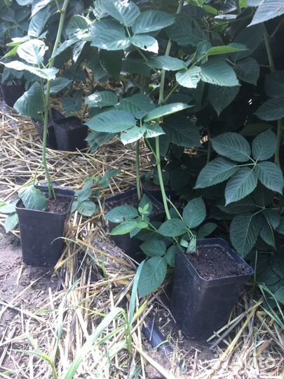 Ежевика небеса могут подождать