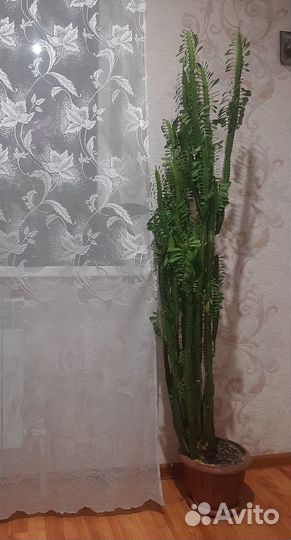 Комнатное растение