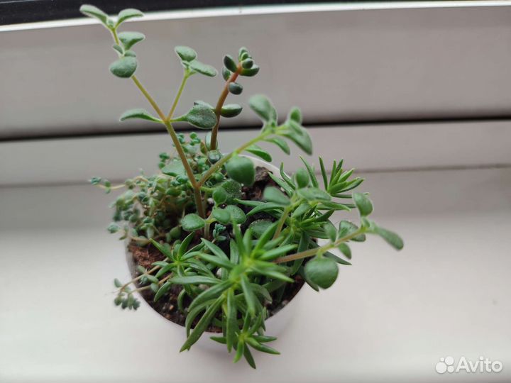 Суккуленты