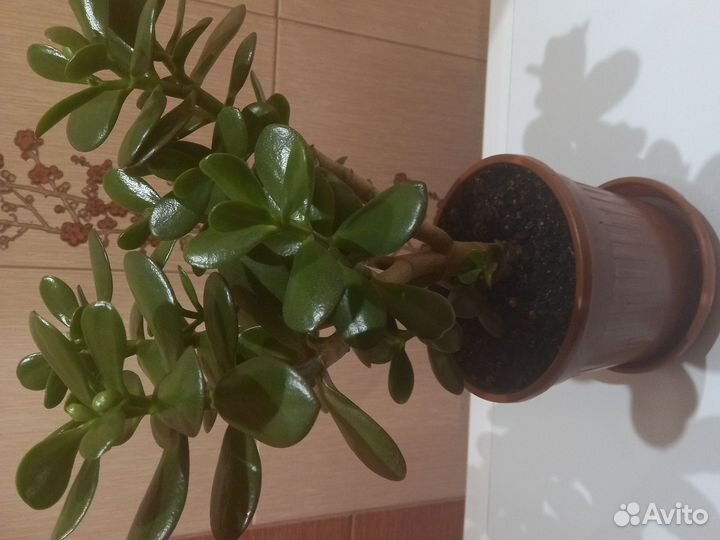 Денежное дерево(толстянка)