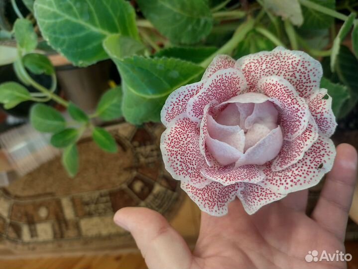 Глоксиния цветущая