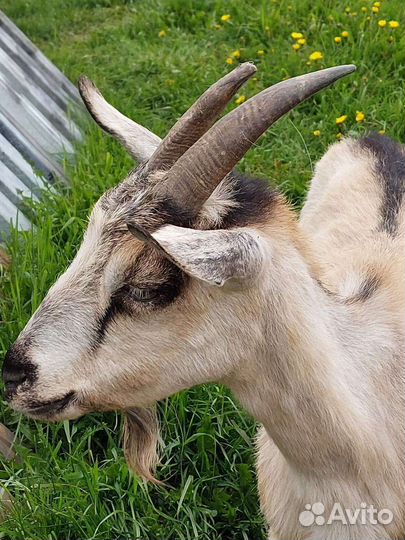 Козы дойные
