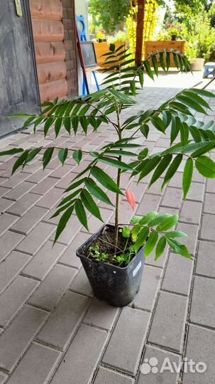 Саженцы сумах оленерогий