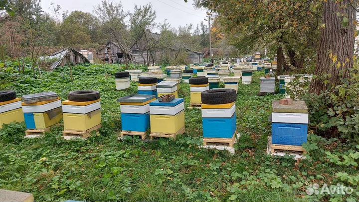 Натуральный мёд с собственной пасеки.Откачен 2023