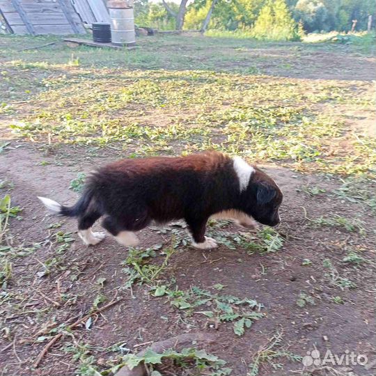 Маленькие щенки ищут дом