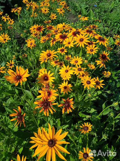 Рассада рудбекии