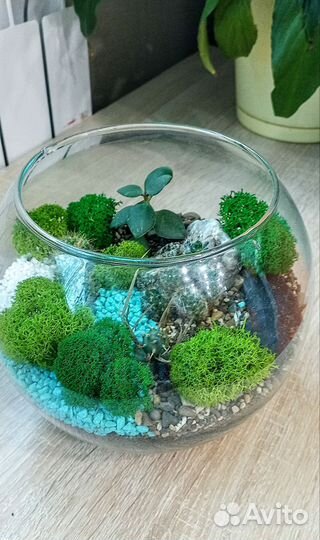 Флорариум с кактусами