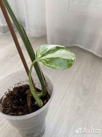 Монстера вариегатная Альба