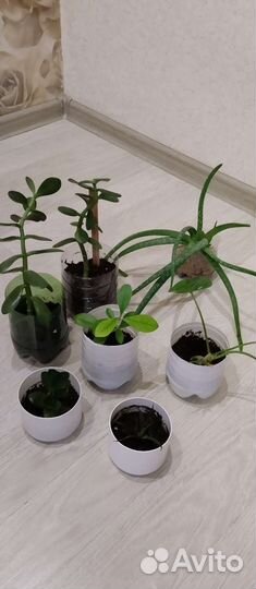 Комнатные растения