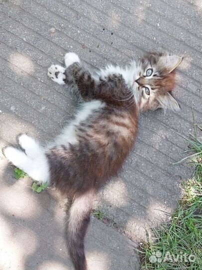 Котёнок, мальчик