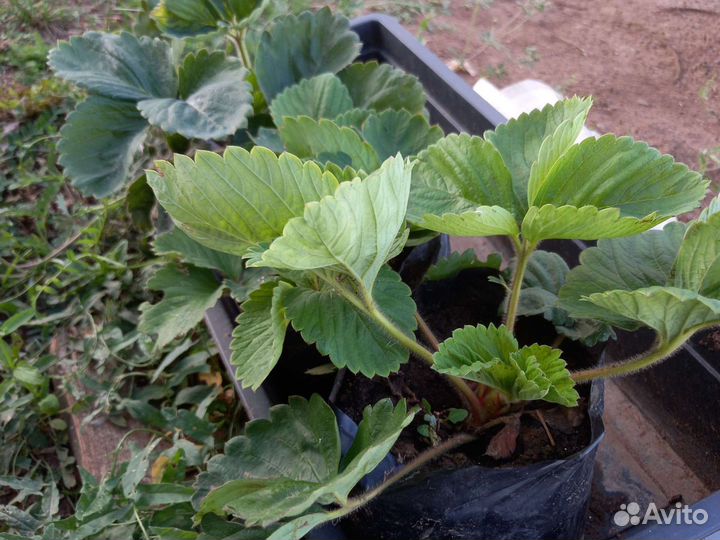 Саженцы клубники