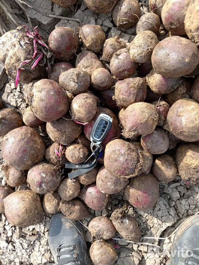 Свекла второй сорт