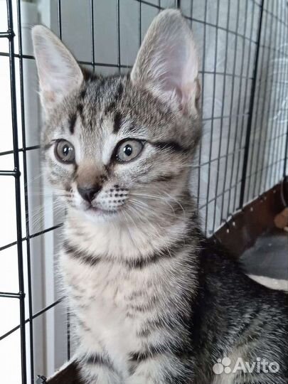 Котёнок, малышка Пуша 2 мес, ищет семью