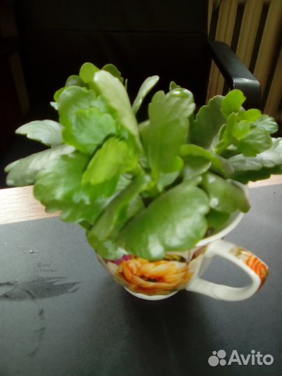 Черенки каланхоэ цветущего с корнями