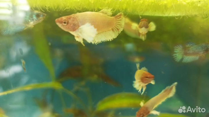 Петушок Дамбо (слоноухий)