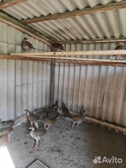 Фазаны и бентамки