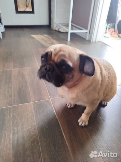 Собака мопс