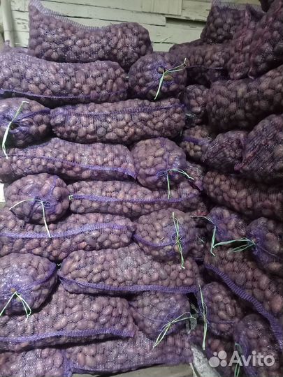 Продам семена картофеля