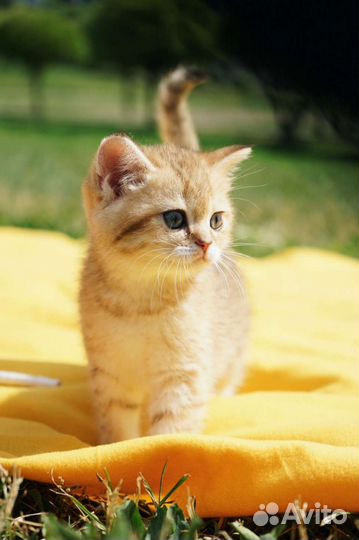 Котята золотой шиншиллы BRI NY11; NY12; NY25