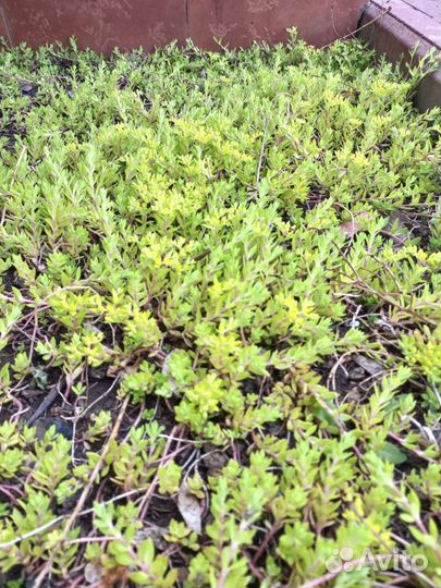 Многолетники Почвопокровники