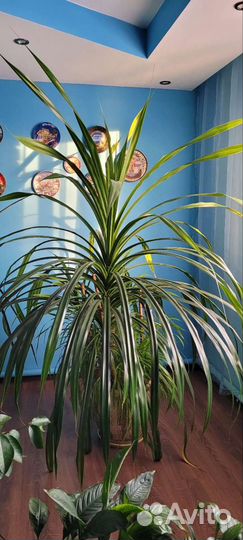 Панданус винтовая пальма, очень большой цветок
