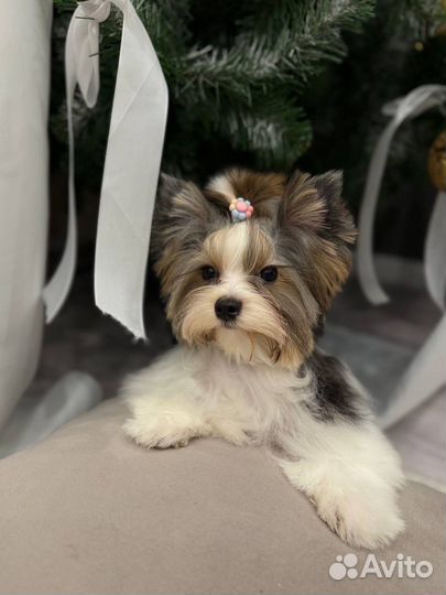 Йоркширский терьер - Бивер