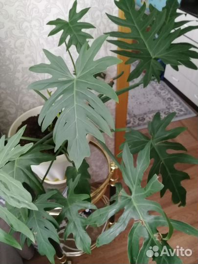 Филодендрон