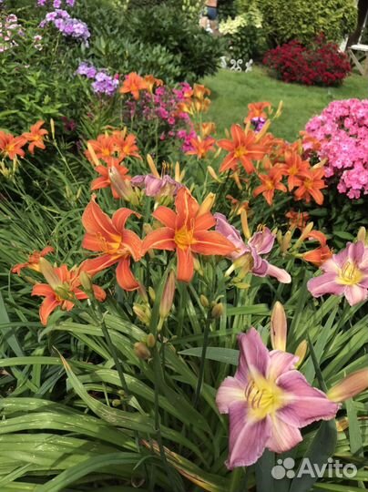 Лилейник очень большие кусты