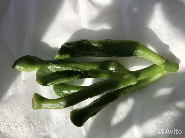 Крассула Фрогги