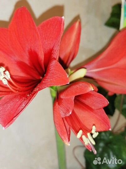 Гиппиаструм