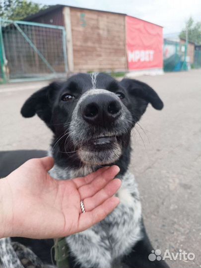 Собаку сбила машина, но он начал ходить заново