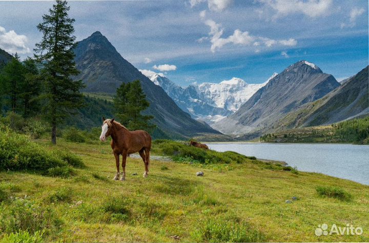 Турпутевка летом на Алтай программы 4-7 дн