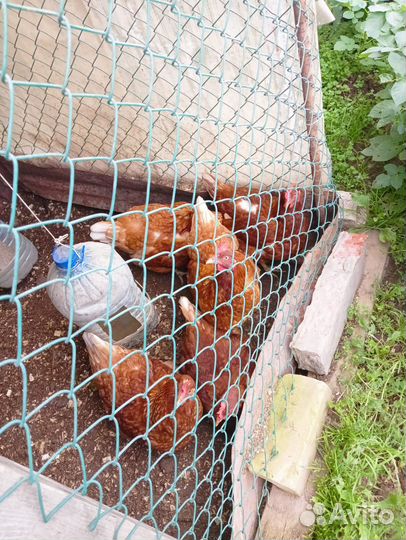 Куры несушки, молодые