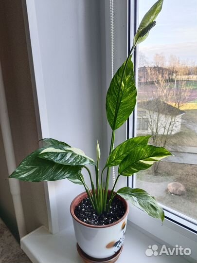 Спатифиллум с горшком бронь