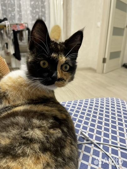 Найдена кошка