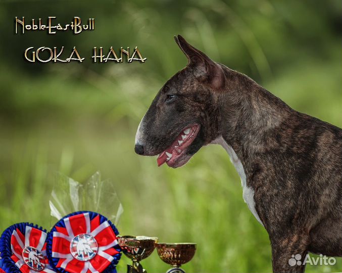 Стандартный Бультерьер