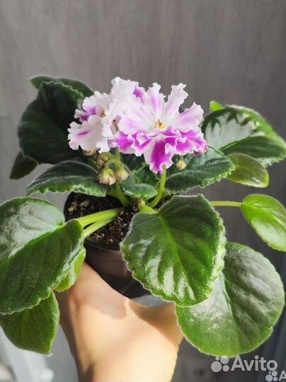 Фиалки сортовые