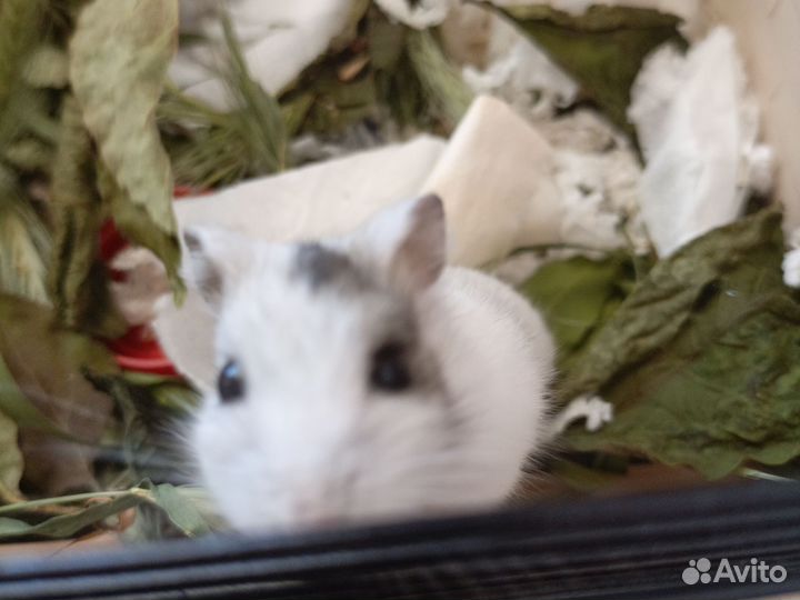 Хомяки джунгарики малыши