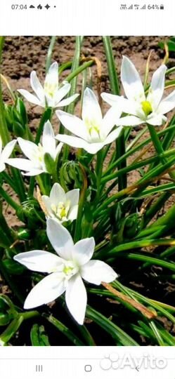 Луковицы птицемлечника садового