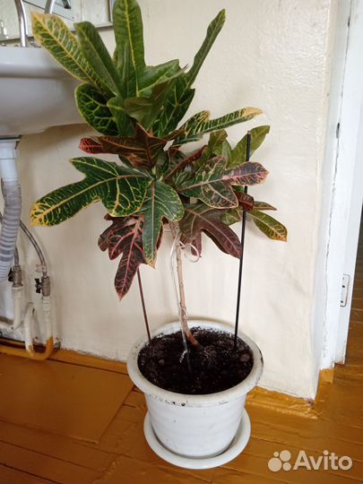 Комнатные цветы