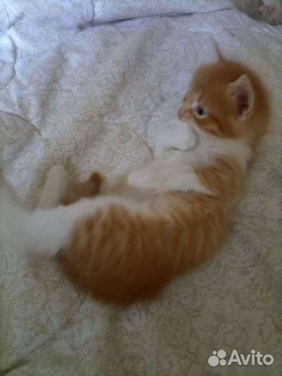 Рыжий котёнок в дар