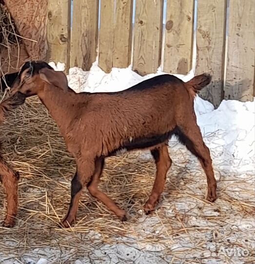 Нубийские козы